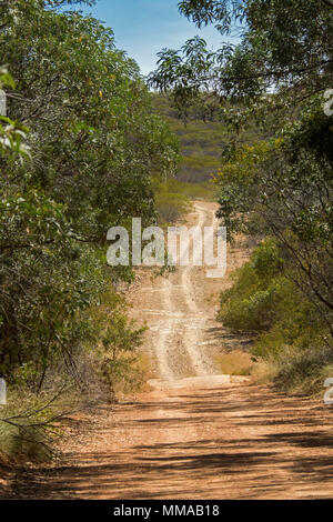 Paesaggio con boschi di alberi di eucalipto separata dalla stretta strada sterrata in Minerva Hills National Park, vicino Springsure, Queensland Australia Foto Stock