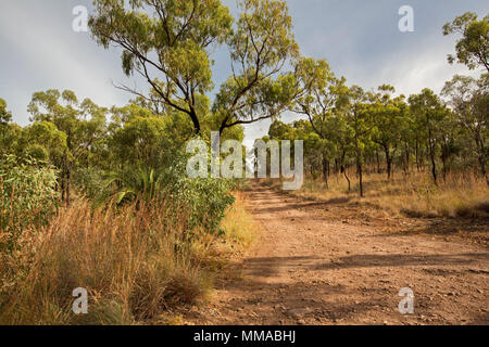 Paesaggio con boschi di alberi di eucalipto separata dalla stretta strada sterrata in Minerva Hills National Park, vicino Springsure, Queensland Australia Foto Stock