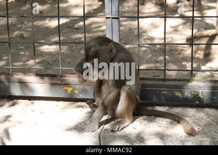 Triste aspetto di scimmia per l'attenzione Foto Stock