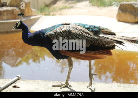 Peacock con ante chiuse al bordo dello stagno Foto Stock