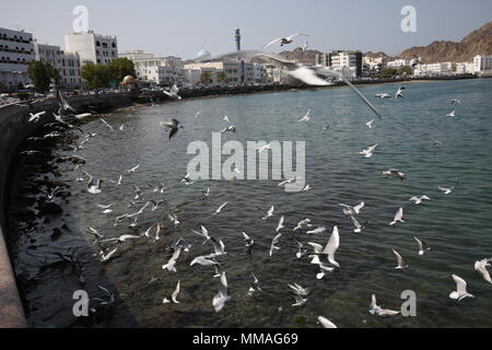 Porto Sultan Qaboos - Al Lawati Moschea - Muscat - Sultanato di Oman Foto Stock