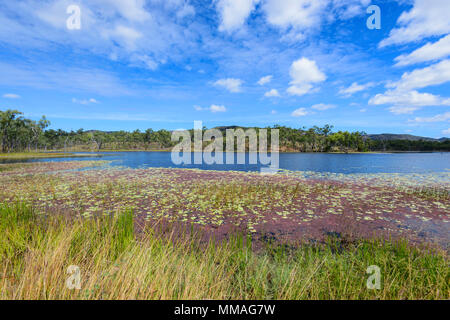 New Scenic 5 posti le zone umide nel fiume Palmer Goldfield, estremo Nord Queensland, FNQ, QLD, Australia Foto Stock