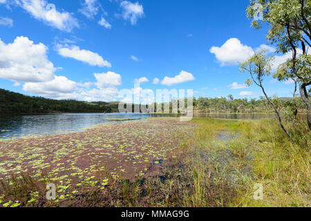 Pittoresche zone umide con ninfee presso Palmer River Goldfield, estremo Nord Queensland, FNQ, QLD, Australia Foto Stock