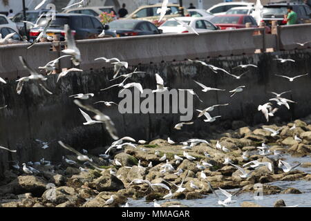 Porto Sultan Qaboos- Muscat - Sultanato di Oman - Muttrah Foto Stock