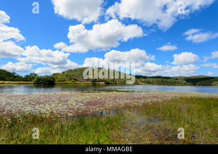 Pittoresche zone umide con ninfee presso Palmer River Goldfield, estremo Nord Queensland, FNQ, QLD, Australia Foto Stock