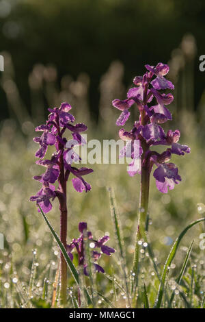 Verde-winged Orchid, Anacamptis morio la mattina presto in primavera, crescendo in una rugiada imbevuto Oxfordshire prato. Foto Stock