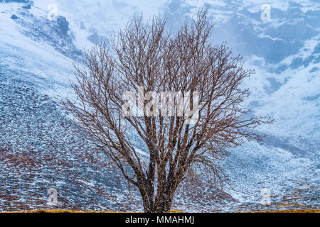 Albero dell'anno 2015, l'Islanda Foto Stock