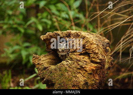 Piccolo gufo, Athene noctua,nascondendo arroccata su un vecchio ceppo di albero Foto Stock