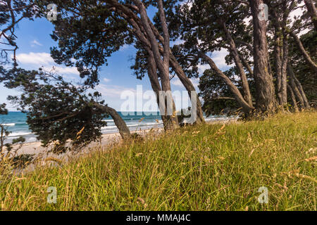 Alberi Pohutakawa sulla costa di Coromandel, Nuova Zelanda. Foto Stock