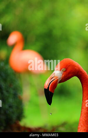 Close up profilo di un flamingo la testa con la goccia di acqua che cade dal becco lo sfondo è prevalentemente verde con un pieno flamingo silhouette Foto Stock