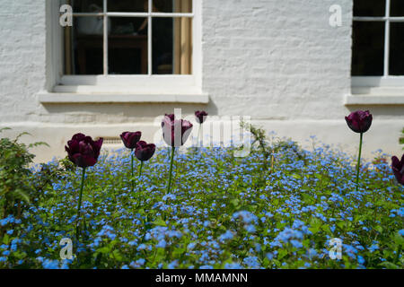 Viste di dimenticare me not (noto anche come scorpion graminacee) e tulipani viola in Pembroke Lodge a Richmond Park, Londra. Foto Data: giovedì, 3 maggio 20 Foto Stock