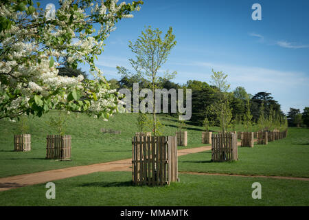 Viste di Elm a piedi vicino a Petersham cancello in Richmond Park, Londra. La resistente alle malattie elms erano disponibili per sponsor, con il primo sponsorizzato da Foto Stock