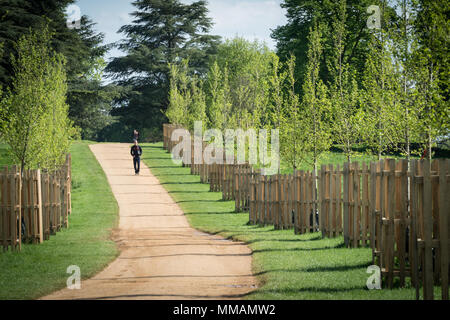 Viste di Elm a piedi vicino a Petersham cancello in Richmond Park, Londra. La resistente alle malattie elms erano disponibili per sponsor, con il primo sponsorizzato da Foto Stock