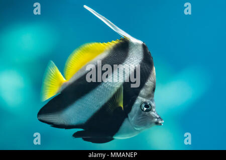 Un colorato scolarizzazione Bannerfish. Nome scientifico: Heniochus diphreutes. Noto anche come falso idolo moresco, Pennantfish, Pennant pesci farfalla. Foto Stock