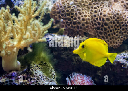Un colorato giallo codolo pesci tropicali nuotare vicino a una barriera corallina. Si tratta di uno dei più popolari pesci d'acquario. Foto Stock