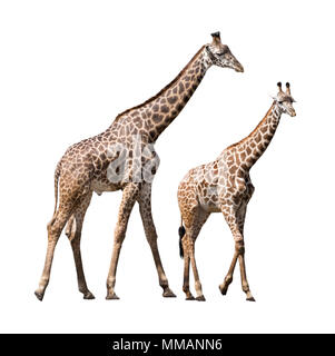 Due Giraffe isolato e posto su uno sfondo bianco. Uno è un full cresciuto maschio e l'altro è un giovane bambino femmina. Foto Stock