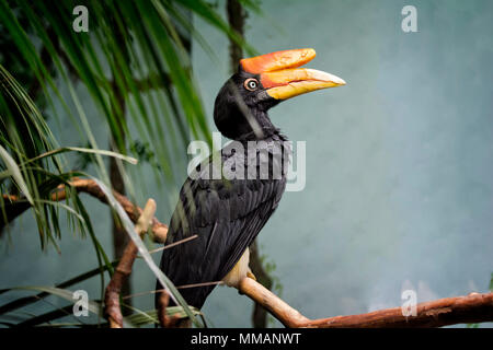 Il rinoceronte hornbill (Buceros rhinoceros) è uno dei più grandi hornbills, adulti essendo approssimativamente le dimensioni di un cigno. Foto Stock