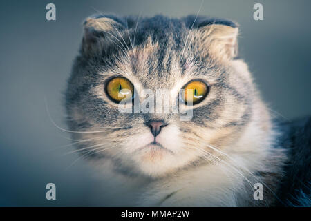Close up ritratto di un simpatico Scottish Fold gattino . Foto Stock
