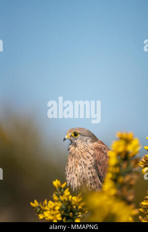 Il Gheppio comune ( maschio) Falco tinnunculus, appollaiato su fioritura gorse bush,metà primavera in Oxfordshire Foto Stock