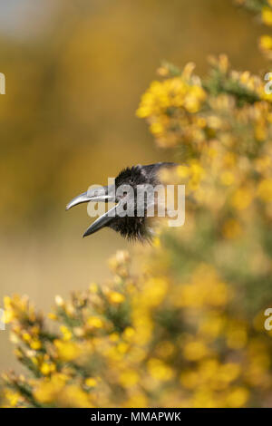 Raven; Corvus corax,Appollaiato tra ginestre fiorite bussole,Oxfordshire in primavera Foto Stock