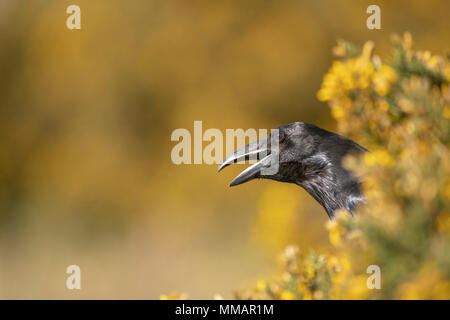 Raven; Corvus corax,Appollaiato tra ginestre fiorite bussole,Oxfordshire in primavera Foto Stock