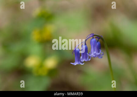 Close up di un nativo Bluebell inglese con uno sfondo sfocato. Foto Stock