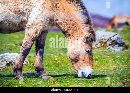 Studio del Cavallo di Przewalski (Equus ferus przewalskii pascolo Foto Stock