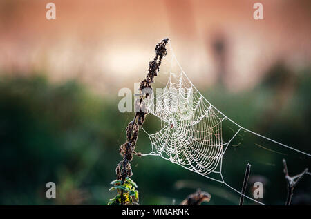 Ragnatela spider web in brina al mattino. Spiderweb nella foresta di autunno. Ghiaccio sulla tela di ragno. Foto Stock