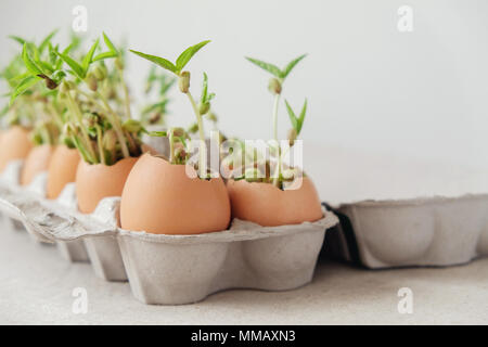 La piantina di piante in gusci, eco giardinaggio, Montessori, educazione, il concetto di riutilizzo Foto Stock