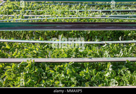 Le piantine di pomodoro vassoi sul rack del rimorchio. Piante pronto per essere caricato sulla trapiantatrice Foto Stock