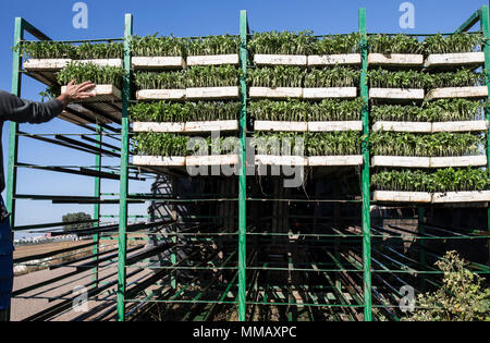 Agricoltore il caricamento di piantine di pomodoro vassoi sul rack del rimorchio. Piante pronto per essere caricato sulla trapiantatrice Foto Stock