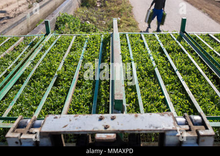 Agricoltore il caricamento di piantine di pomodoro vassoi sul rack del rimorchio. Piante pronto per essere caricato sulla trapiantatrice Foto Stock