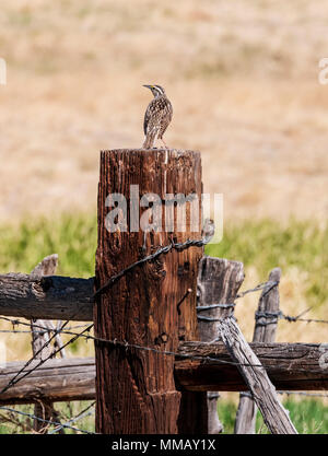 Femmina Western Meadowlark; blackbird famiglia; Vandaveer Ranch; Salida; Colorado; USA Foto Stock