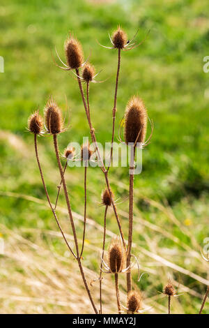 Cattails lungo il sud Arkansas River; Vandaveer Ranch; Salida; Colorado; USA Foto Stock