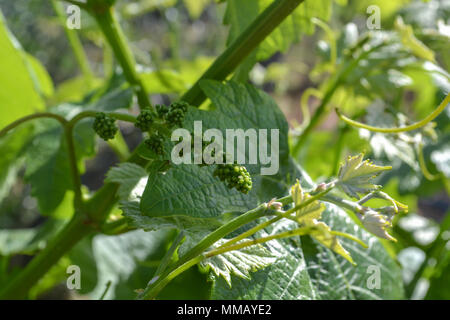 Rancho Bernardo in California - la più antica cantina di lavoro. Vintage scene arrugginita farm equipment per mulini a vento pigramente di filatura nella brezza. Fiori Foto Stock