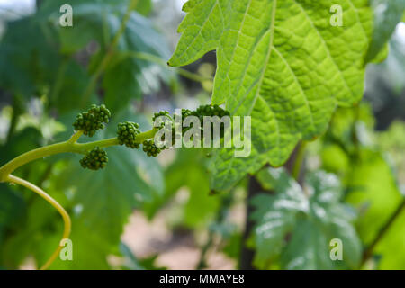 Rancho Bernardo in California - la più antica cantina di lavoro. Vintage scene arrugginita farm equipment per mulini a vento pigramente di filatura nella brezza. Fiori Foto Stock