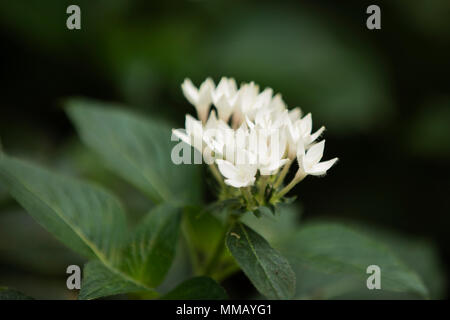 Butterfly pentas bianco o pentas lanceolata, egiziano star cluster, star fiore, con foglie verdi su una boccola. Foto Stock