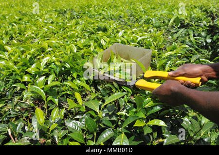 CULTURA DEL TÈ Foto Stock