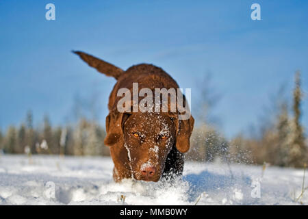 Chesapeake Bay Retriever cucciolo a giocare nella neve fresca, guardando la fotocamera. Foto Stock