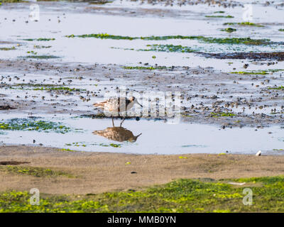 Nodo rosso, Calidris canutus, rovistando su mudflat della palude salata con la bassa marea sulla costa Waddensea di Schiermonnikoog, Friesland, Paesi Bassi Foto Stock