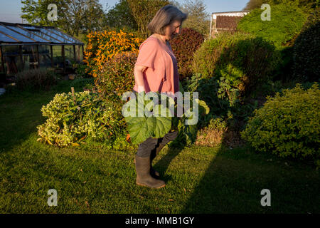 Una mezza età lady porta homegrown produrre dalla sua serra nel suo giardino rurale, il 5 maggio 2018, Wrington, North Somerset, Inghilterra. Foto Stock