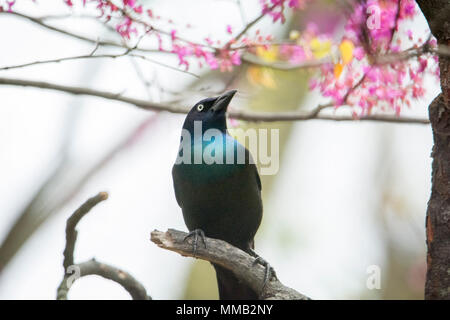 Vicino la foto di un comune uccello Grackle appollaiato su un ramo di albero. Foto Stock