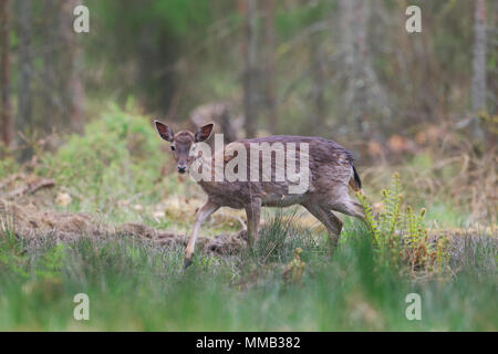 Femmina di daino nella Foresta di Dean Foto Stock