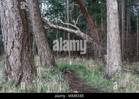 Douglas firs stand su entrambi i lati di un sentiero a piedi in un parco forestale e un albero di corbezzolo (Pacific madrone) si appoggia attraverso il percorso (British Columbia). Foto Stock