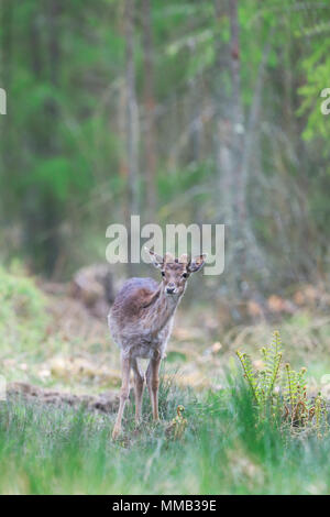 Femmina di daino nella Foresta di Dean Foto Stock