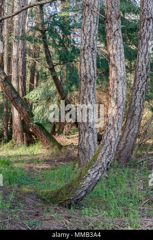 Filtri Sunight attraverso un ombroso bosco, dove un Douglas Fir Tree mostra segni di gravitropism, con il suo tronco incurvamento verso l'alto vicino alla sua base. Foto Stock