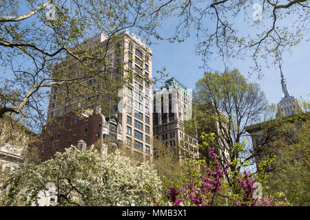 Architettura su Fifth Avenue è visto attraverso il Madison Square Park primavera alberi, NYC, STATI UNITI D'AMERICA Foto Stock