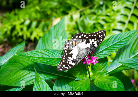 Farfalle esotiche su una foglia con le sue ali aperte, Costa Rica Foto Stock