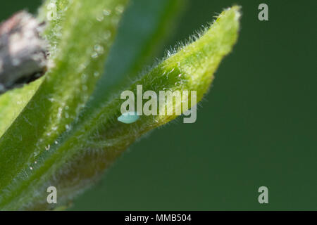 Close-up di una fresca di cui brimstone butterfly (Gonepteryx rhamni) uovo su alder frangola (Frangula alnus) in Hampshire, Regno Unito Foto Stock