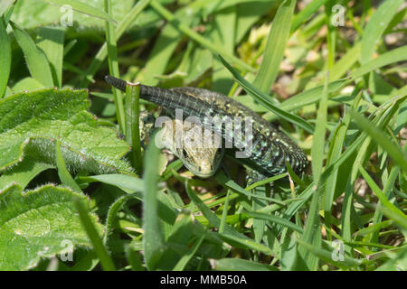 Giovani comuni di lucertola, chiamato anche la lucertola vivipara (Zootoca vivipara) nella prateria in Hampshire, Regno Unito Foto Stock